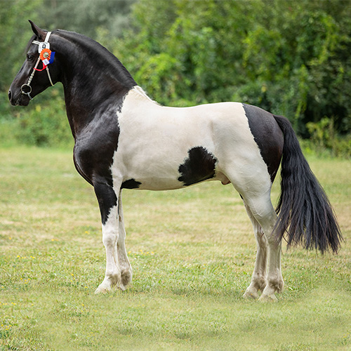 Florian BP, Approved Barock Pinto Stallion (Italy)